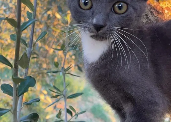 Podere San Selvatico Città della Pieve