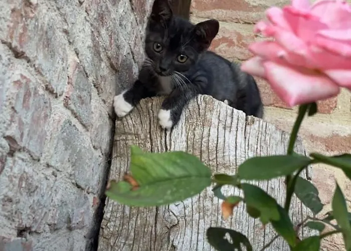 Podere San Selvatico Apartmán Città della Pieve